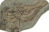 Fossil Ichthyosaur Skull & Associated Bones - Germany #227324-1